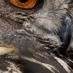 H67A8465.jpg Portrait du hibou grand duc